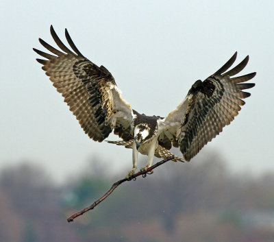 g3/50/363450/3/123147690.F3FwUUWG.jpg