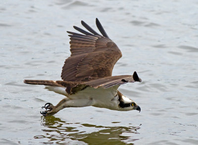Belle Haven Ospreys 2010