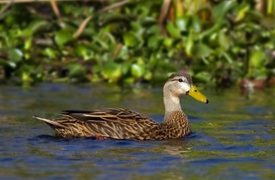 Mottled Duck