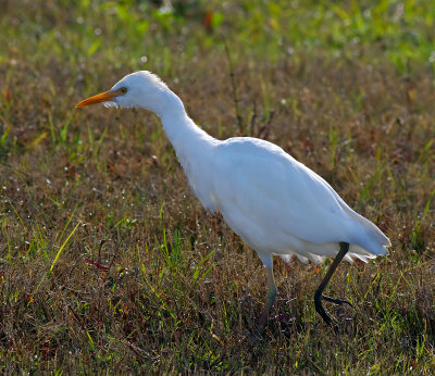 Cattle Egret
