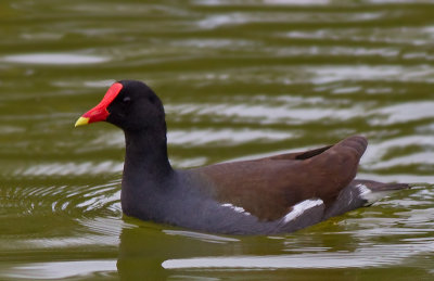 Common Moorhen