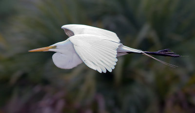 Great Egret