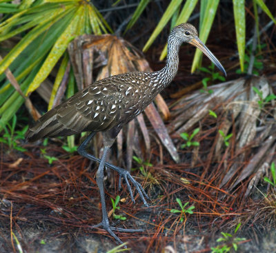 Limpkin