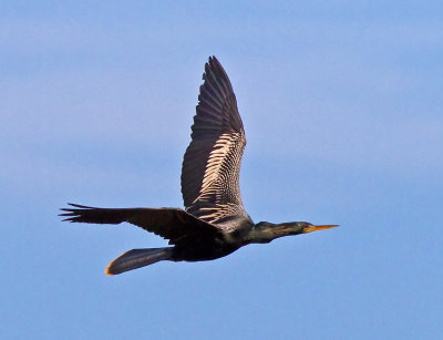 Anhinga