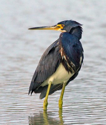 Tricolored Heron