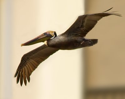 Brown Pelican