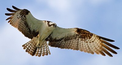 Osprey