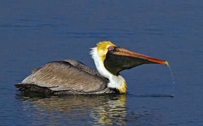 Brown Pelican