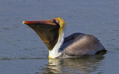 Brown Pelican