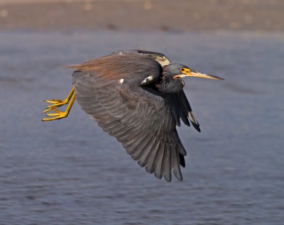 Tricolored Heron