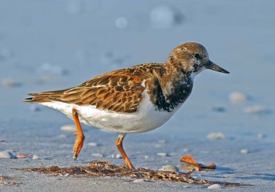 Ruddy Turnstone