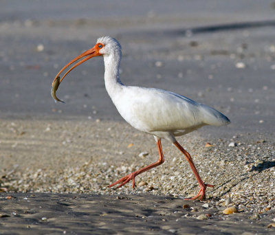 White Ibis