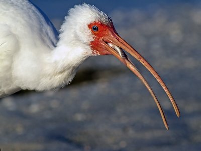 White Ibis