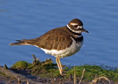 Killdeer