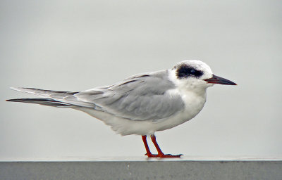 Forster's Tern