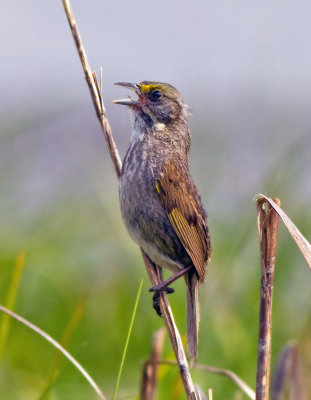 Seaside Sparrow
