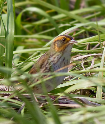 Saltmarsh Sharp-tailed Sparrow