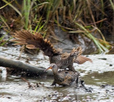 Clapper Rails
