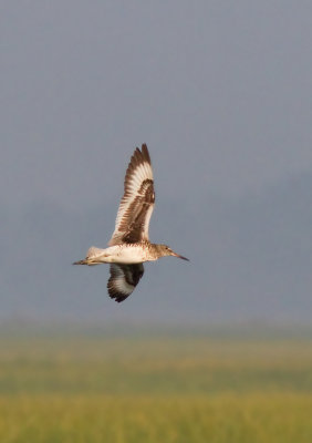 Willet