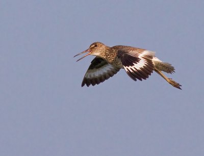 Willet