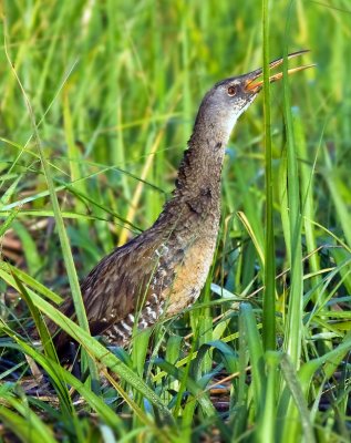 Clapper Rail