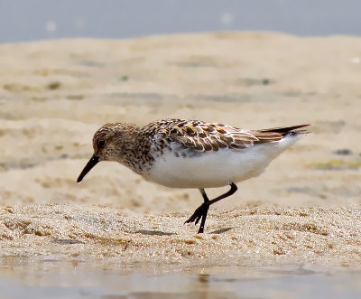 Sanderling