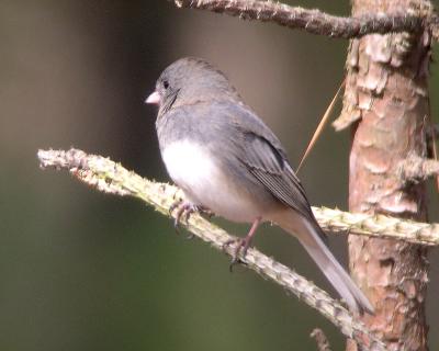 Dark-eyed Junco
