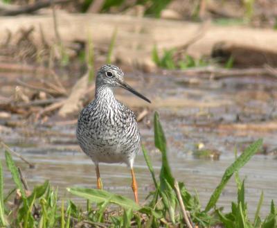 Greater Yellowlegs at Occoquan Bay NWR