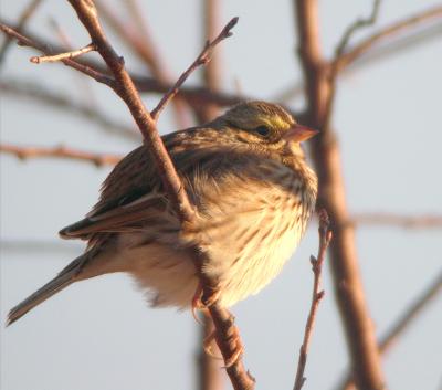 Savannah Sparrow