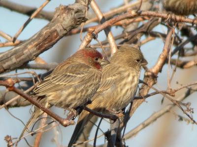 House Finches along the GW Parkway
