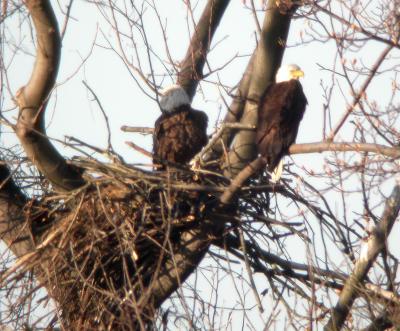 Bald Eagles at nest, Occoquan Bay NWR