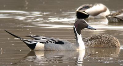 Northern Pintail, male