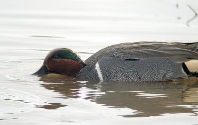 Green-winged Teal