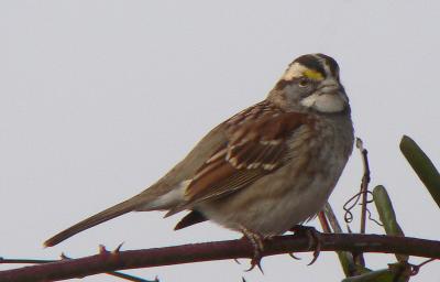 White-throated  Sparrows