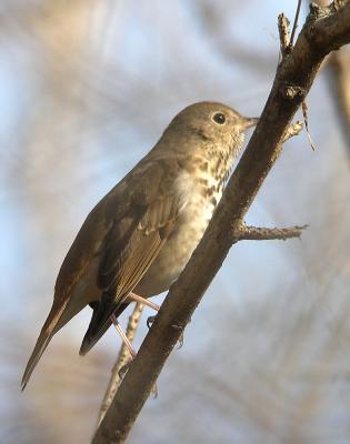 Hermit Thrush