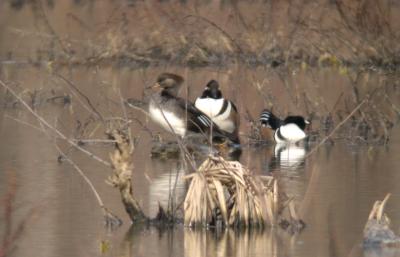 Hooded Mergansers