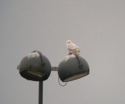 Snowy Owl
