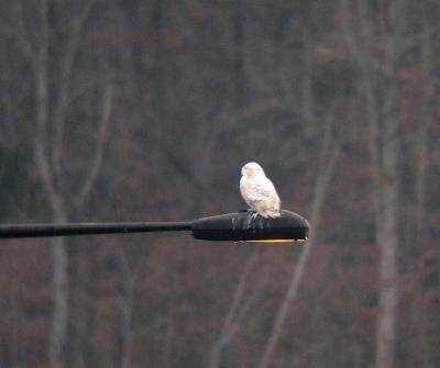 Snowy Owl