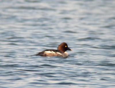 Common Goldeneye