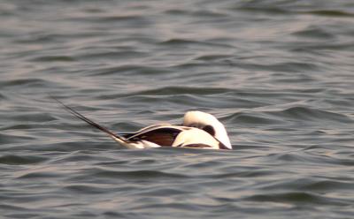Long-tailed Duck