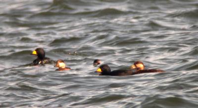 Black Scoters
