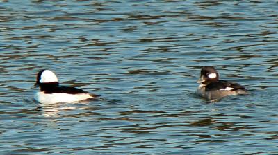 Bufflehead