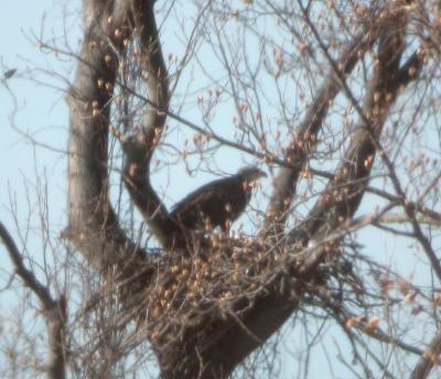 Bald Eagle in nest