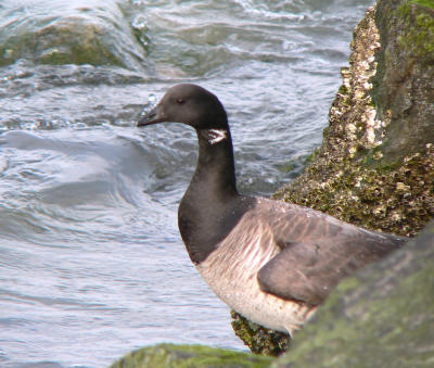 Brant, Indian River Inlet, DE