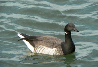 Brant, Indian River Inlet, DE