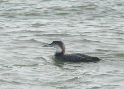 Common Loon, Ocean City Inlet, MD