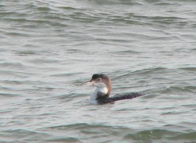 Common Loon, Ocean City Inlet, MD