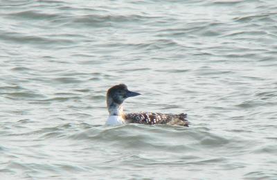 Common Loon, Ocean City Inlet, MD