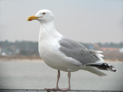 Herring Gull, Ocean City, MD