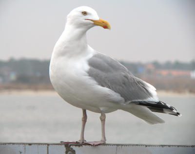 Herring Gull, Ocean City, MD